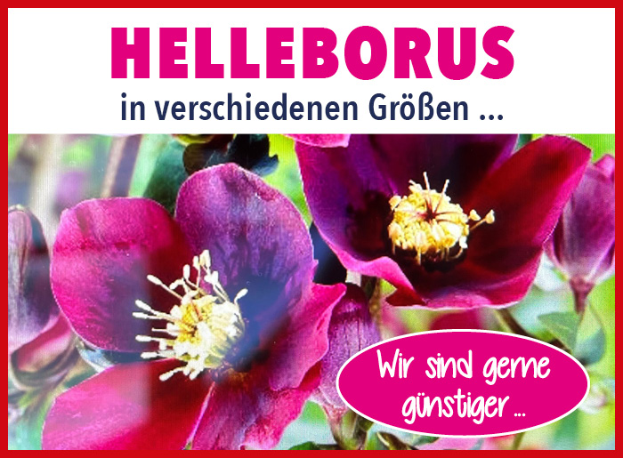 2023-11_06_Angebote_2023_v3_12_Helleborus_lila