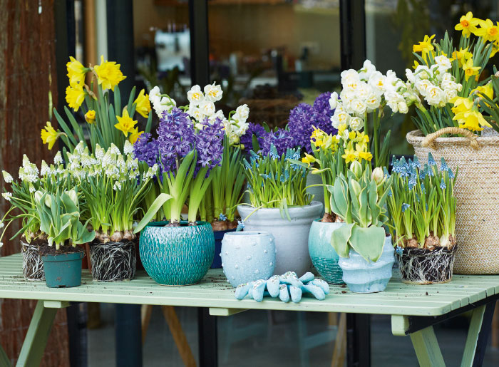 Gartencenter Mühlenweg - Ihr Gartencenter in OWL